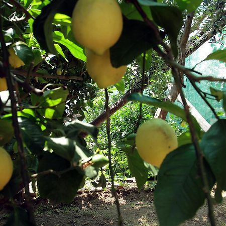 Agriturismo Nonno Luigino 비코에쿠엔세 외부 사진