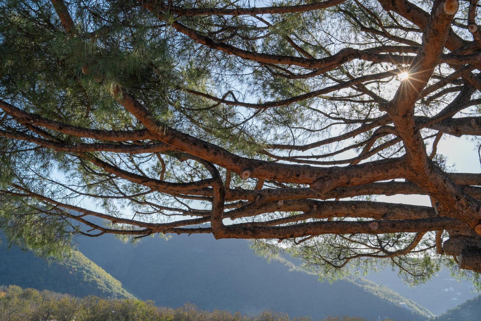Agriturismo Nonno Luigino 비코에쿠엔세 외부 사진