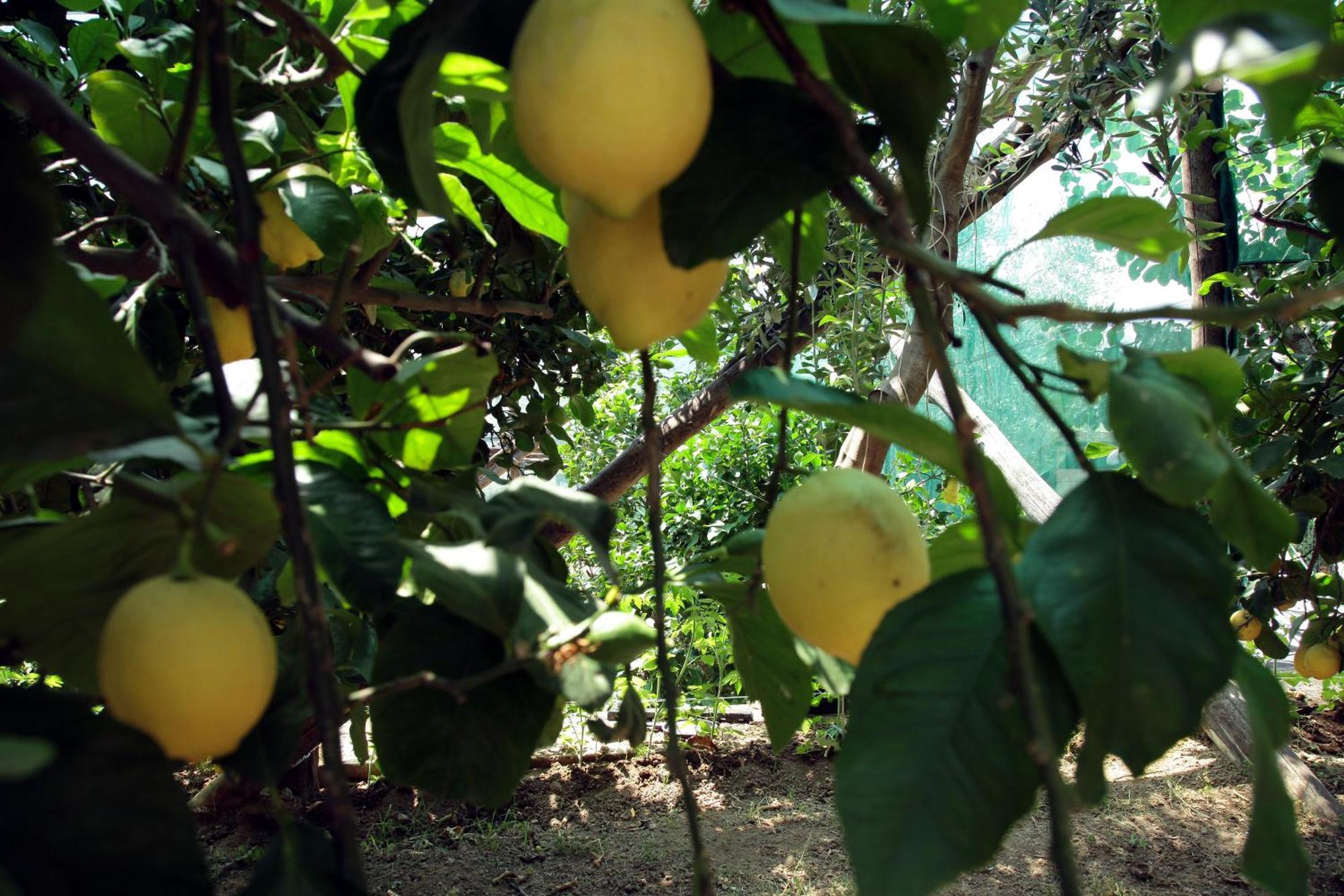 Agriturismo Nonno Luigino 비코에쿠엔세 외부 사진
